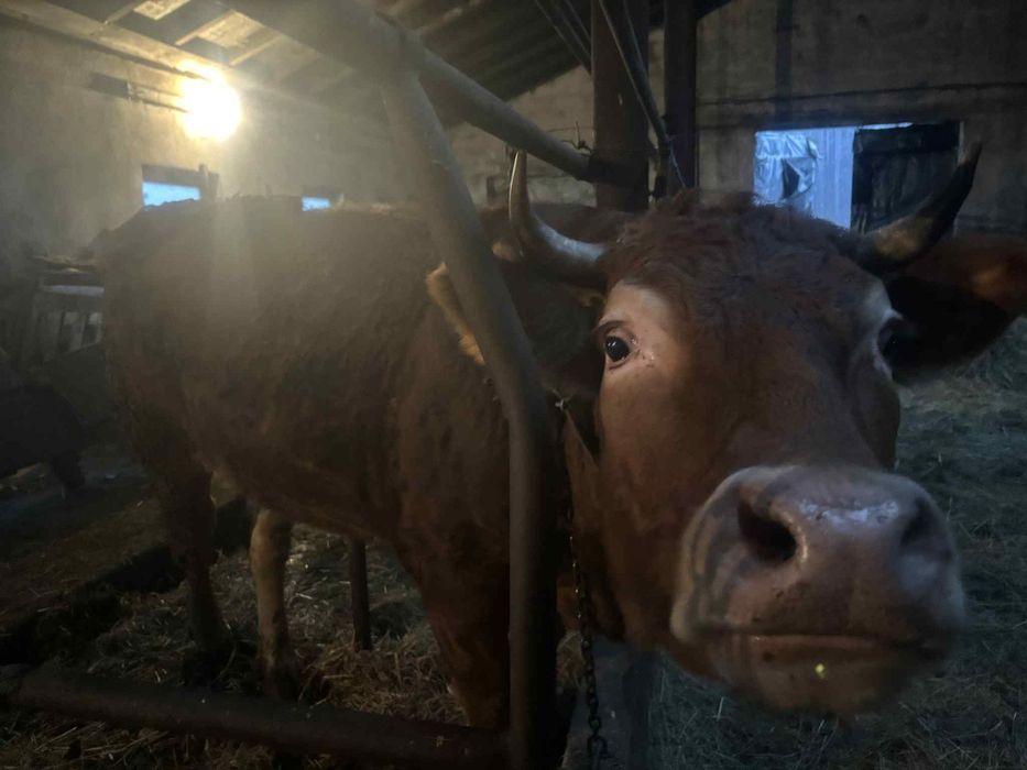 Byk byczek LM 100% Jałówka mięsna lm limousine 100 %