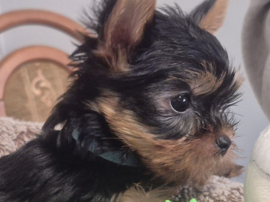 Yorkschire Terrier