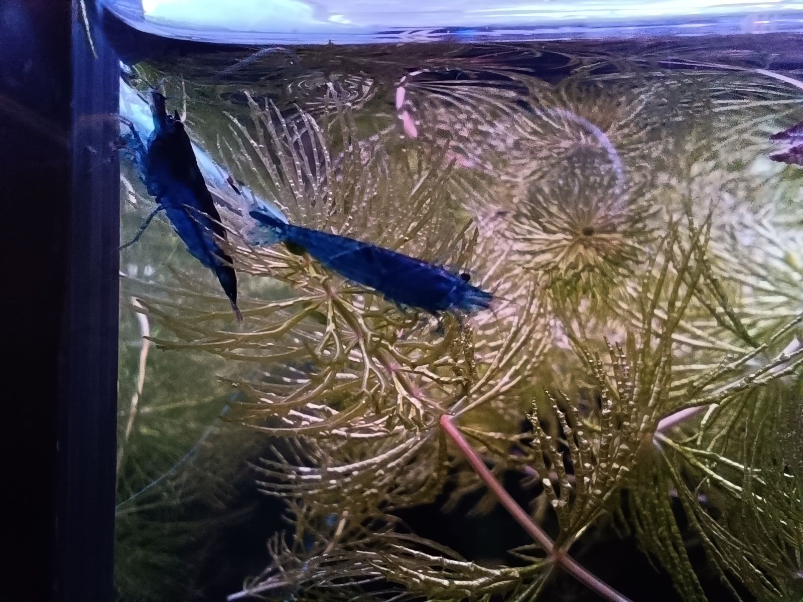 Camarões Neocaridina Blue Dream