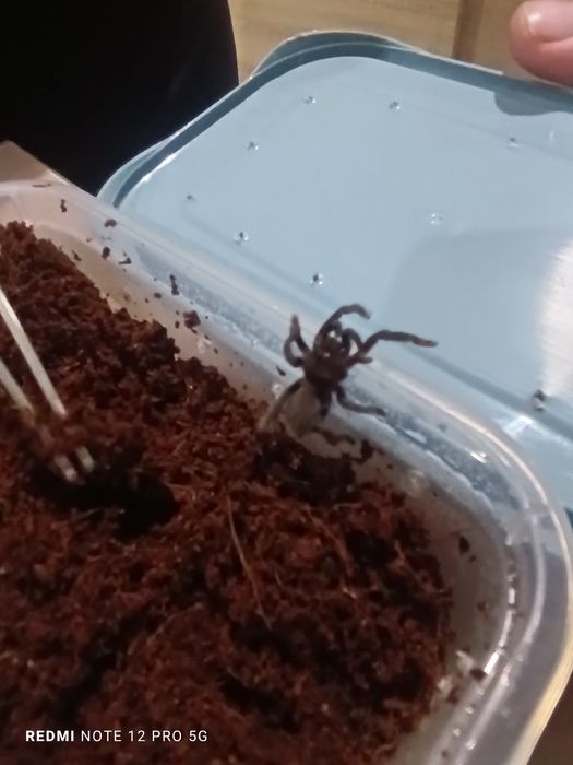 Hysterocrates gigas