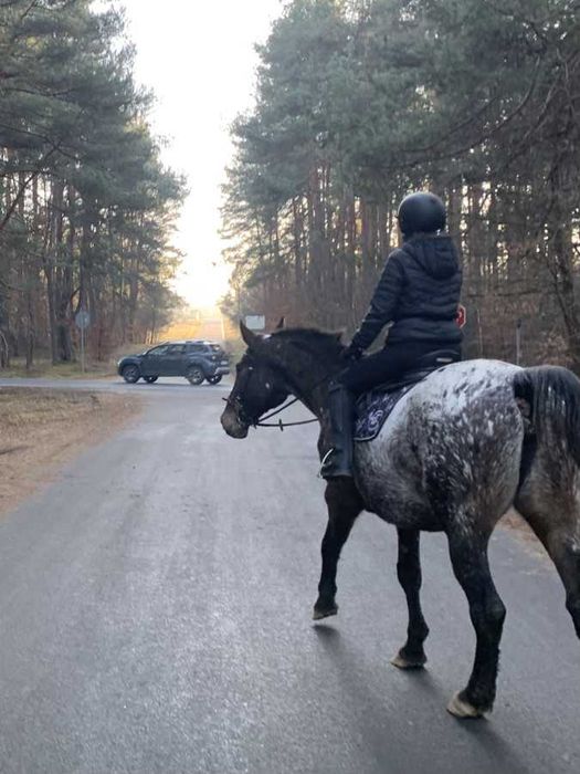 Sprzedam tarantowatą klacz