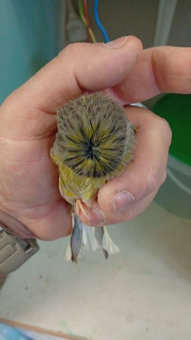 Canarios gloster 2025