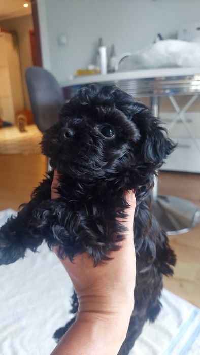 Bolonka kolorowa FCI