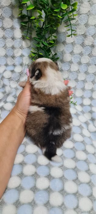 Menino Lulu da Pomerânia mini