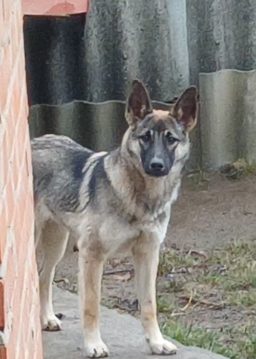 Відамо собаку у хороші руки