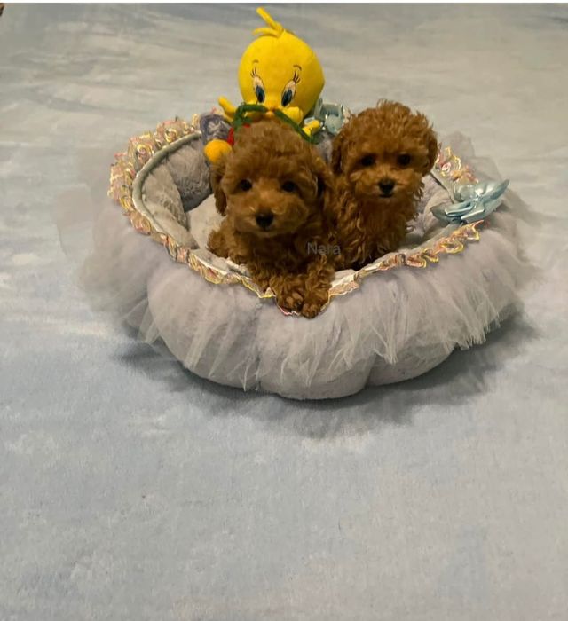 Дівчинка.і хлопець той пудель ред браун