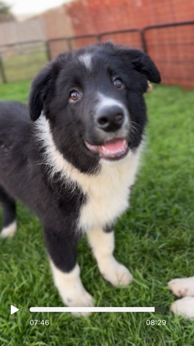 Szczeniaczek Border Collie