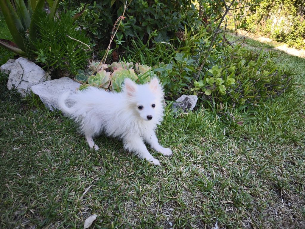 Spitz alemão anão fêmea Lulu da Pomerânia criado em ambiente familiar