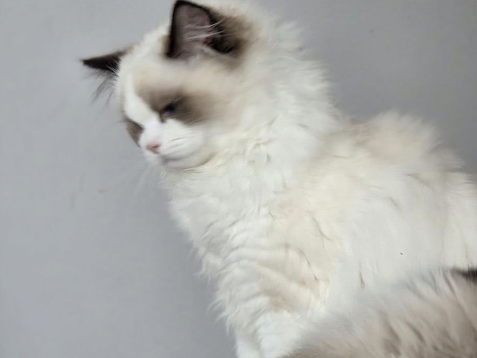 Kotka RAGDOLL rodowód FPL