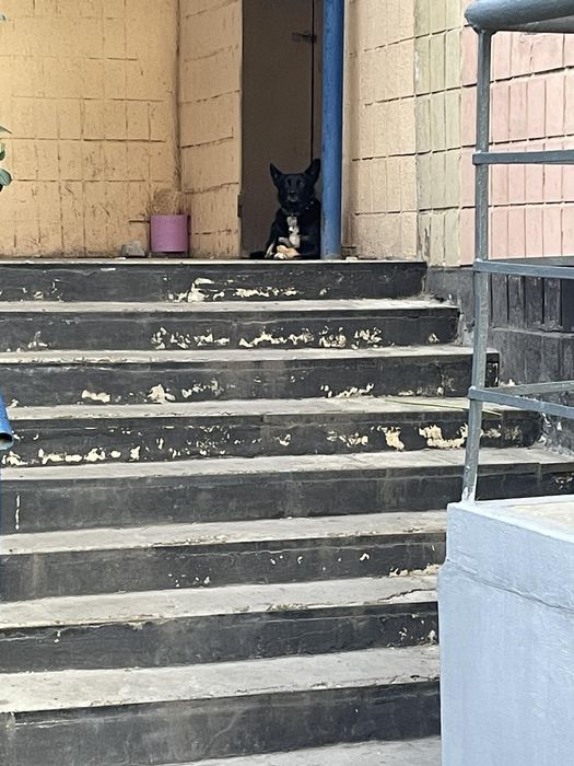 Замечена собака, пр. Гагарина