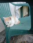 Kotek do adopcji