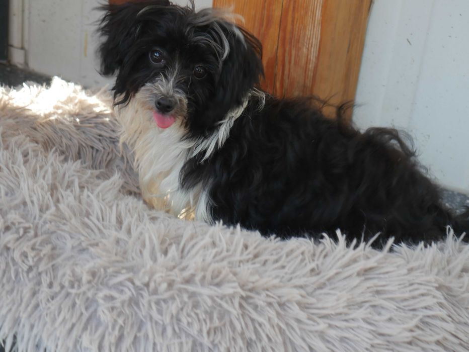 Maltipoo Urocza odchowana sunia
