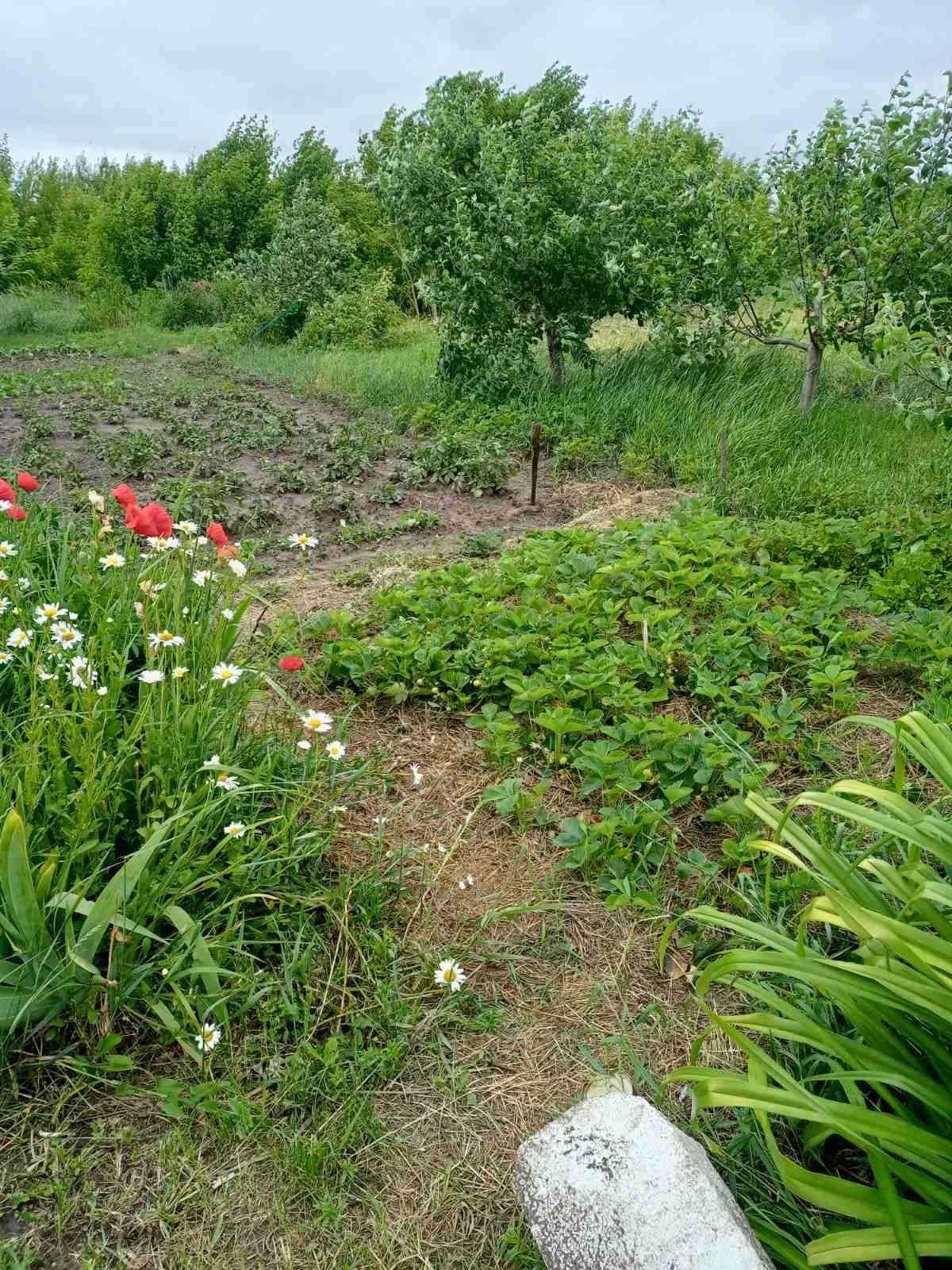 козаровичі ,ухожен участок,вищгородського району