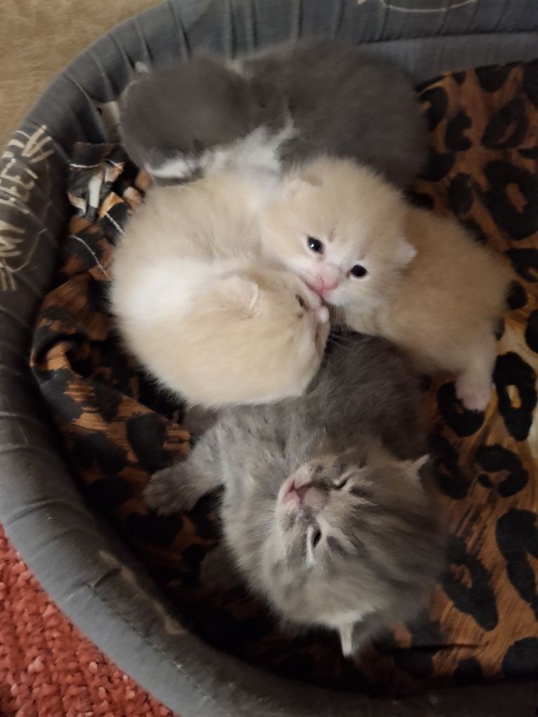 Продам маленьких котят