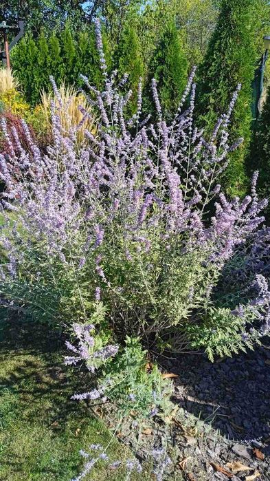 Декоративные кустарники и многолетники. Лавандин перовския котовник