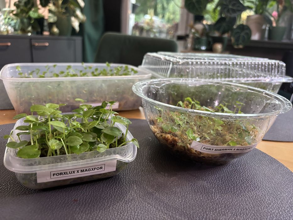 Hybrydy anthurium siewki Fort Sherman Forgetii Magnificum Crystalinum