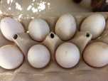 Leghorn - Ovos galados