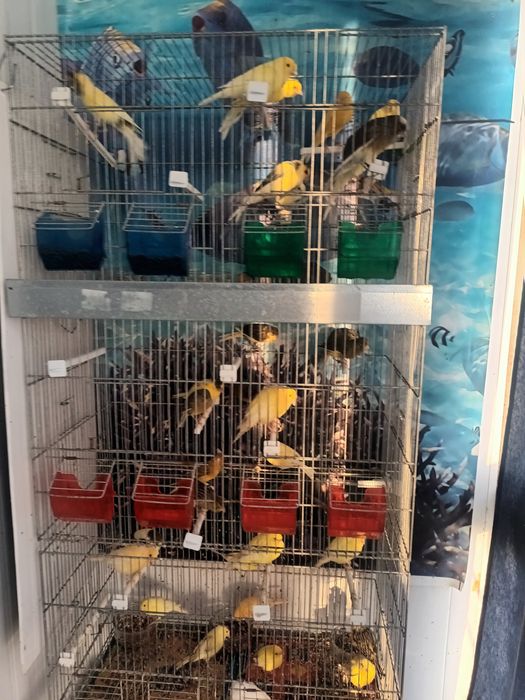 Canários miniaturas espanhois e llarguets