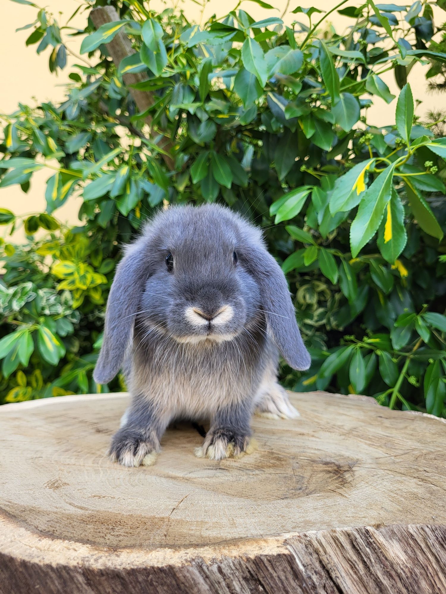 Urocze króliczki Mini Lop, gotowe do odbioru, badania i szczepienia.