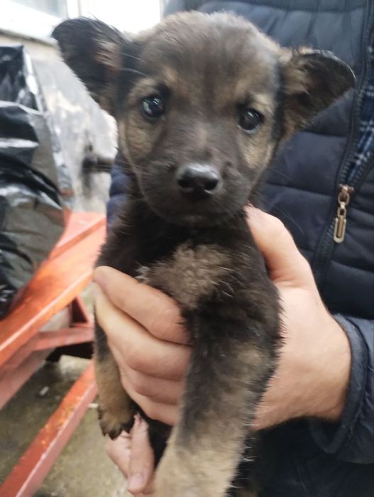 Отдам даром в добрые руки щенков метисы маленькой породы