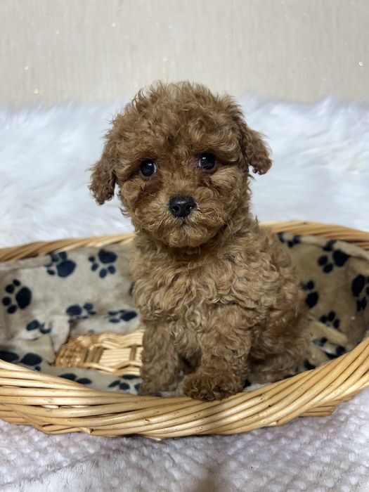 Той пудель Тікап . Дівчинка в Києві