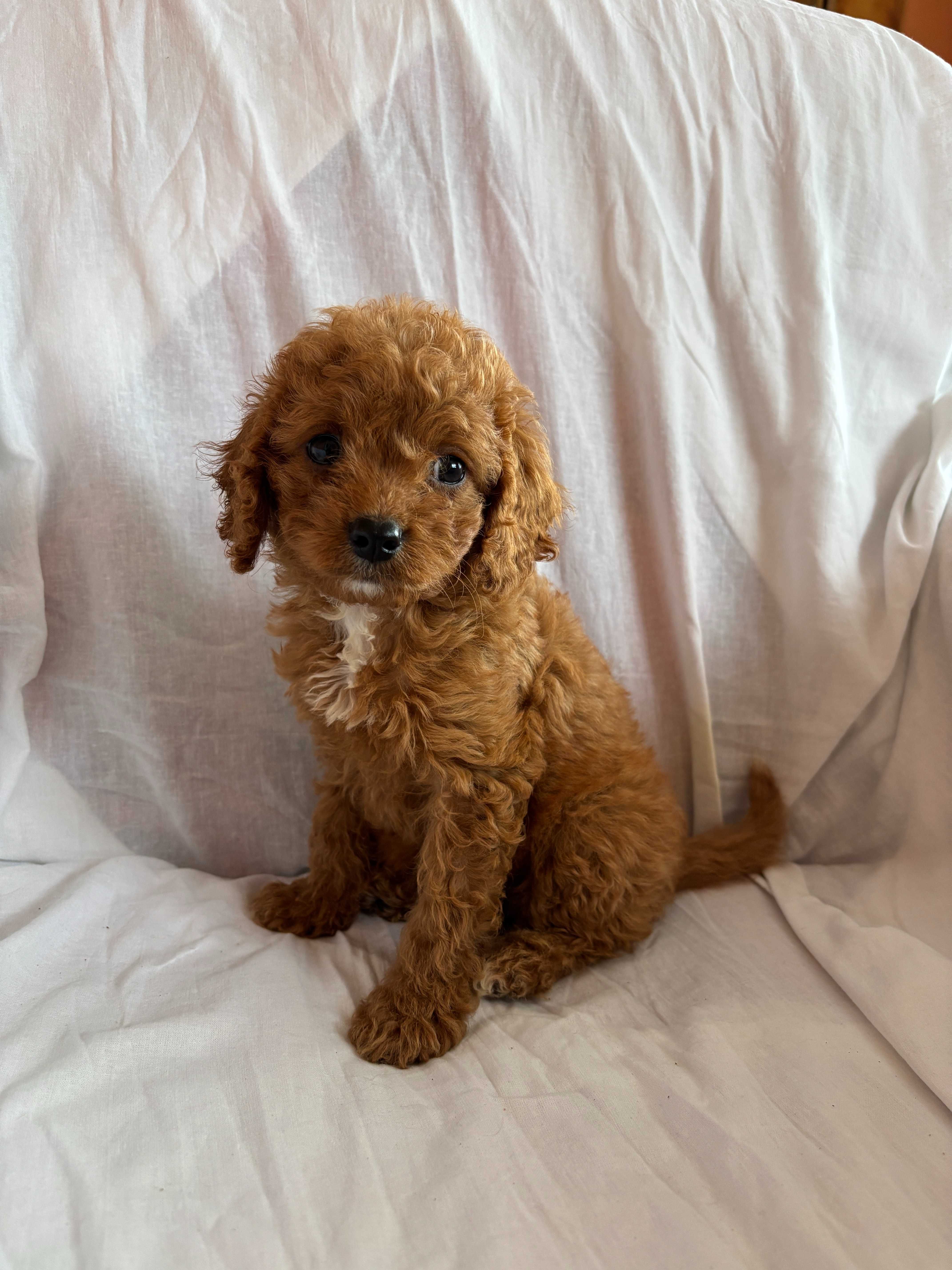 Suczka rasy Cavapoo