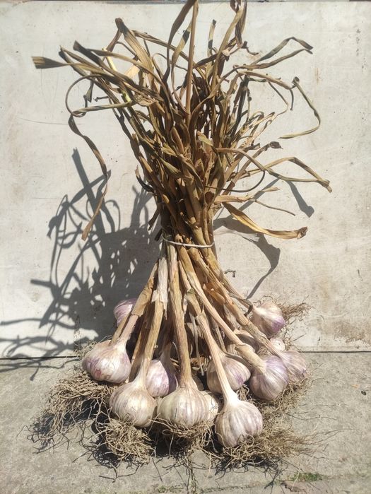 Czosnek zimowy Lubasza 35-45mm, Harnaś 35-45mm