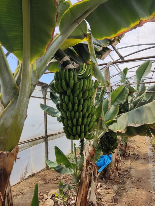 Bananeiras para estufa