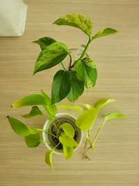 ZAREZERWOWANE Zestaw epipremnum marble queen i neon