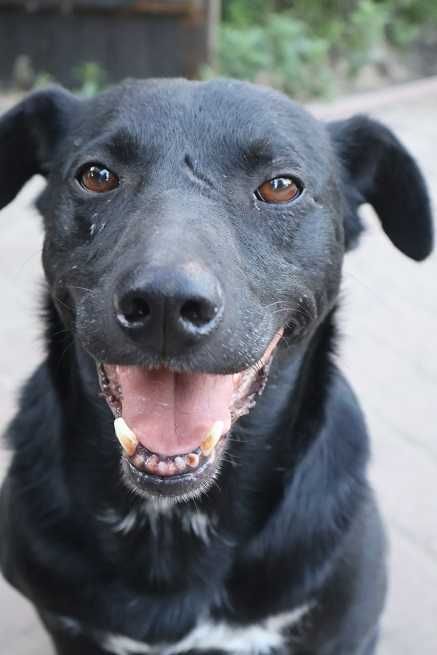 przyjacielski Trevor szuka domu