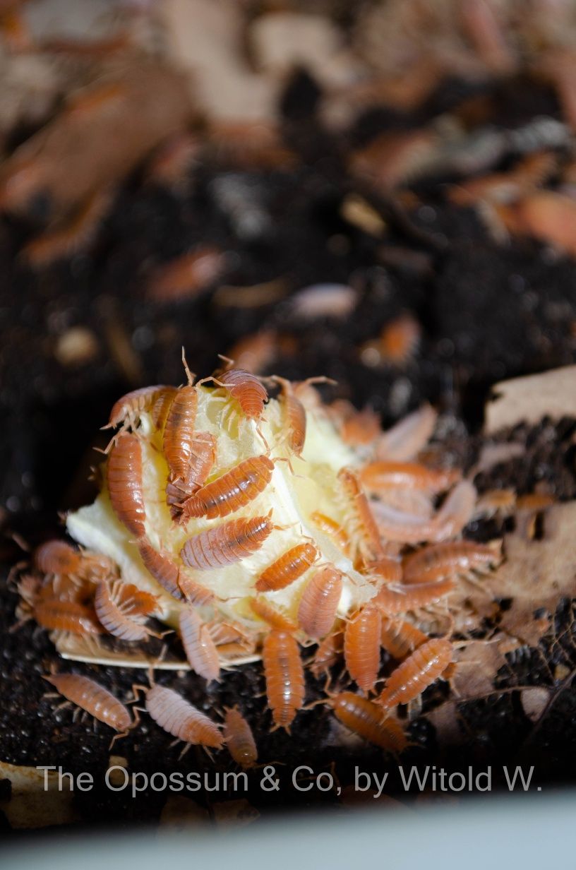 P. pruinosus Powder Orange Prosionki Ekipa sprzątająca 20 szt.