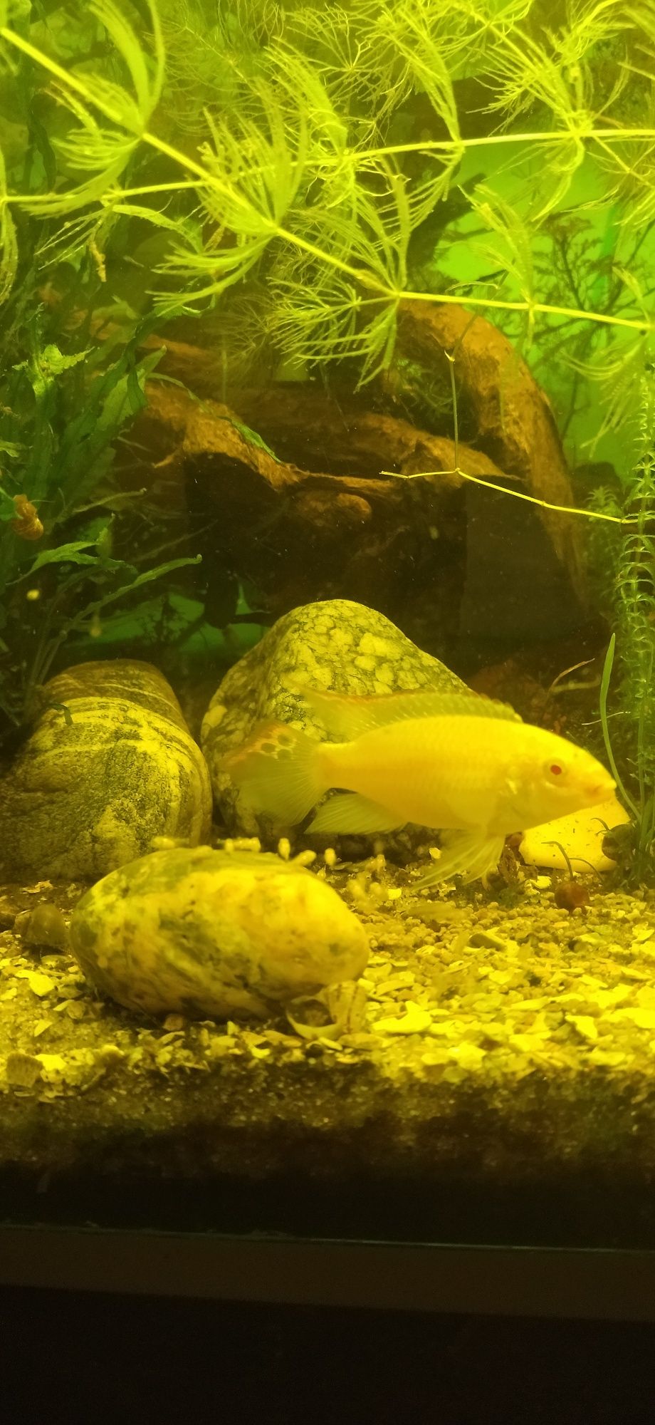 Pelvicachromis pulcher kribensis albino full red