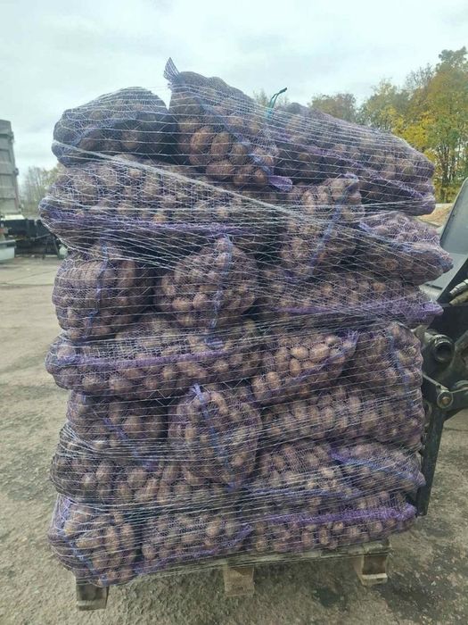 Продаємо картоплю