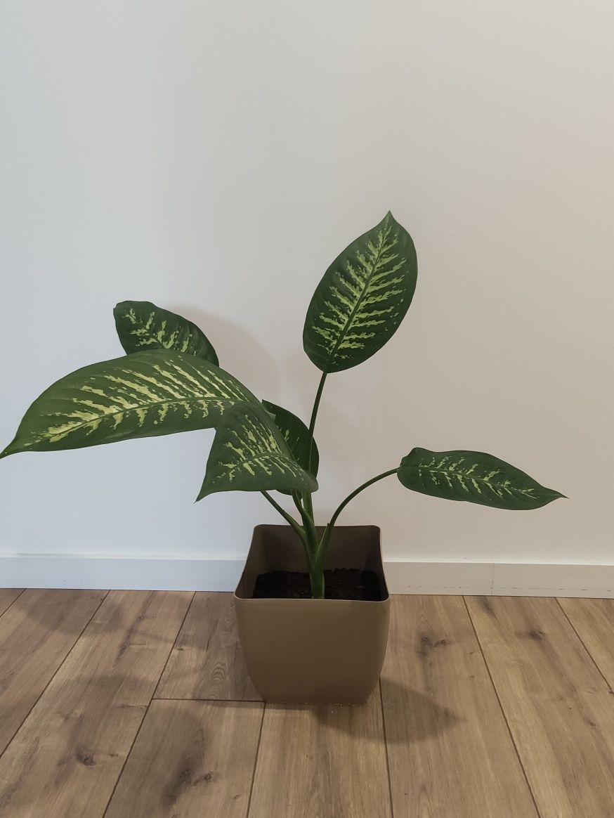 Kwiatek Dieffenbachia Tropic Snow duży L 90 cm