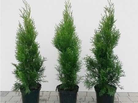 Tuja Szmaragd 50, 60, 70, 80, 100cm! Sadzimy! Dostawa! Thuja Smaragd!