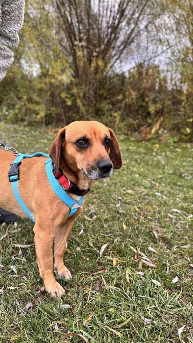 Pigmej i Platon szukają wspólnego domku