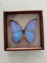 Motyl w gablotce Morpho didius