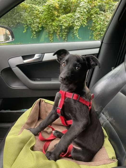 Меліска шукає дім