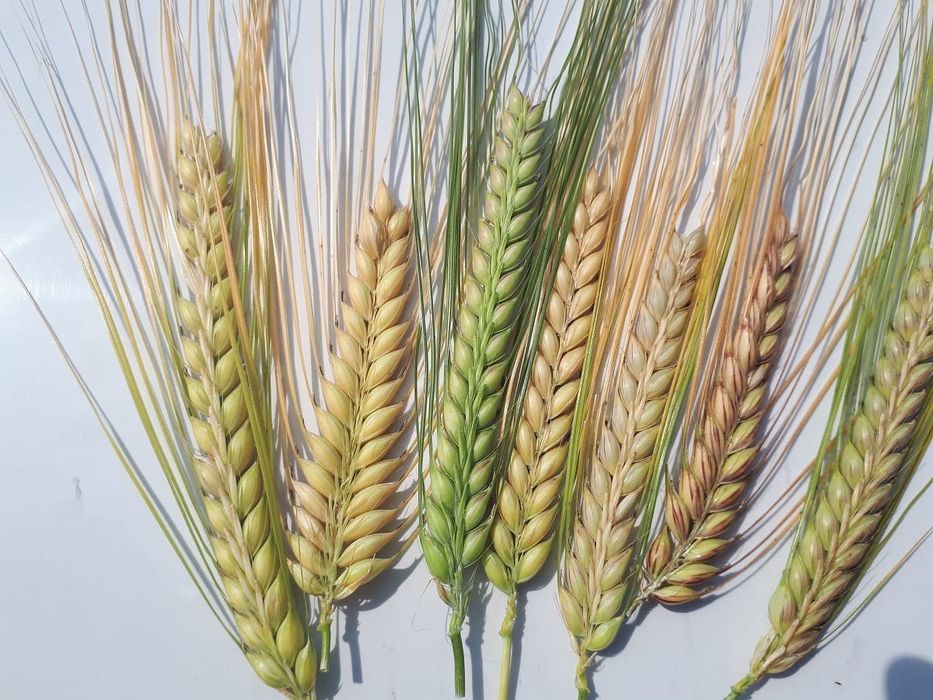 Jęczmień paszowy 30 kg