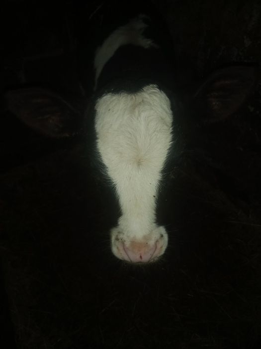 Продам 2 - х месячную тёлочку.В Каменной Яруге.