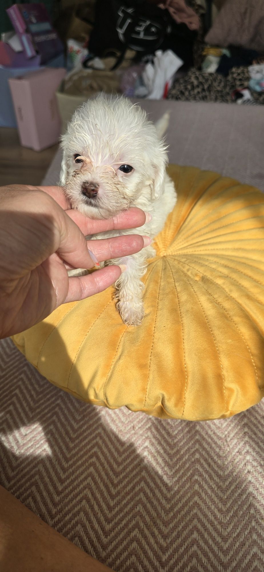 Malutki.Maltipoo