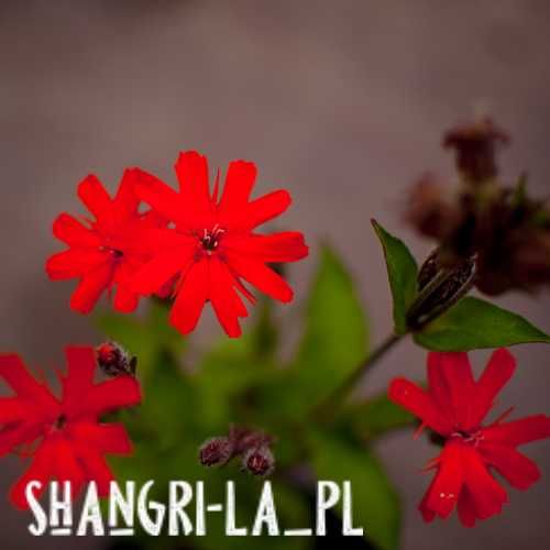 Firletka lśniąca, szkarłatna (Lychnis Fulgens)