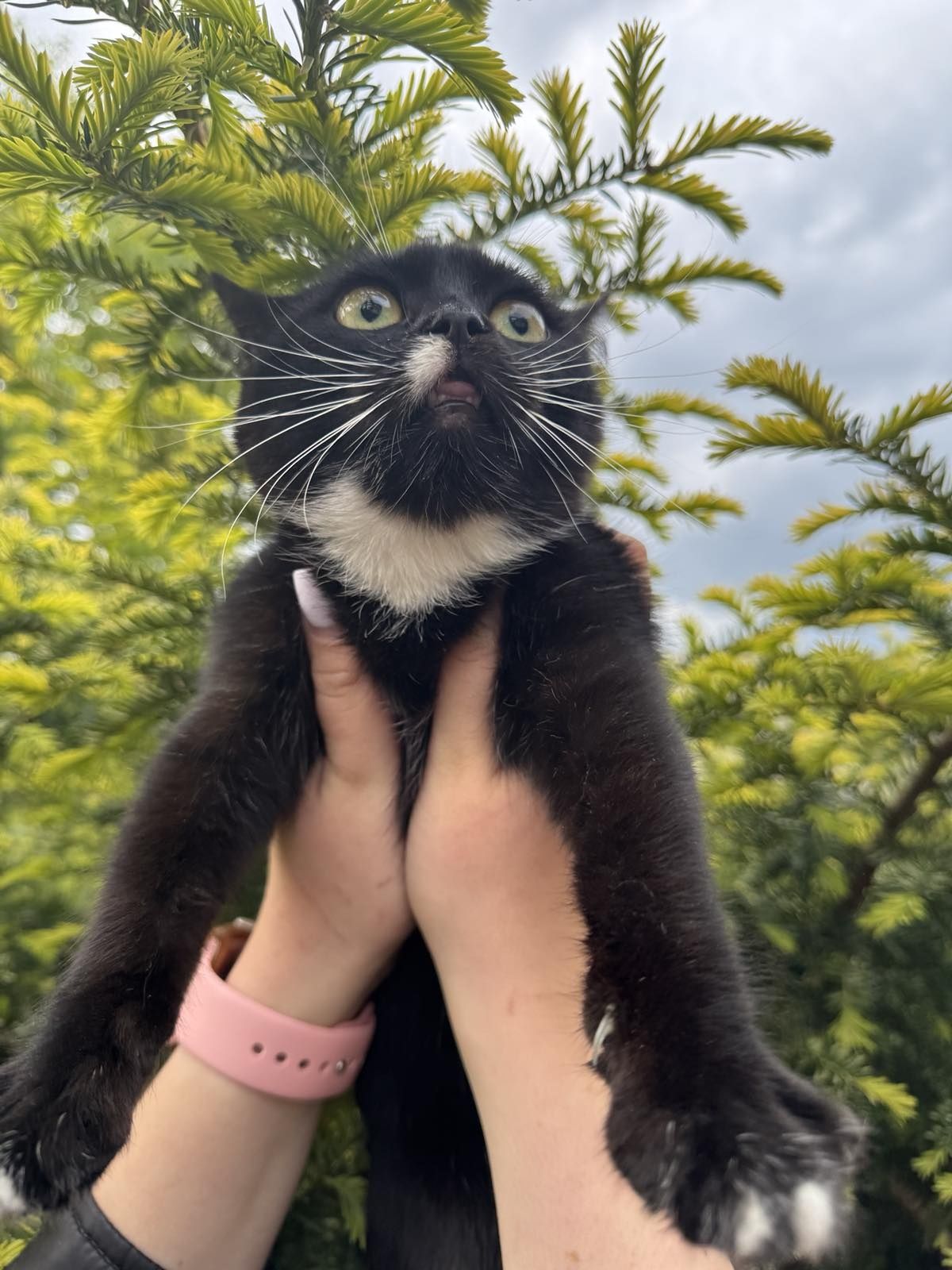 Котики в лагідні руки.