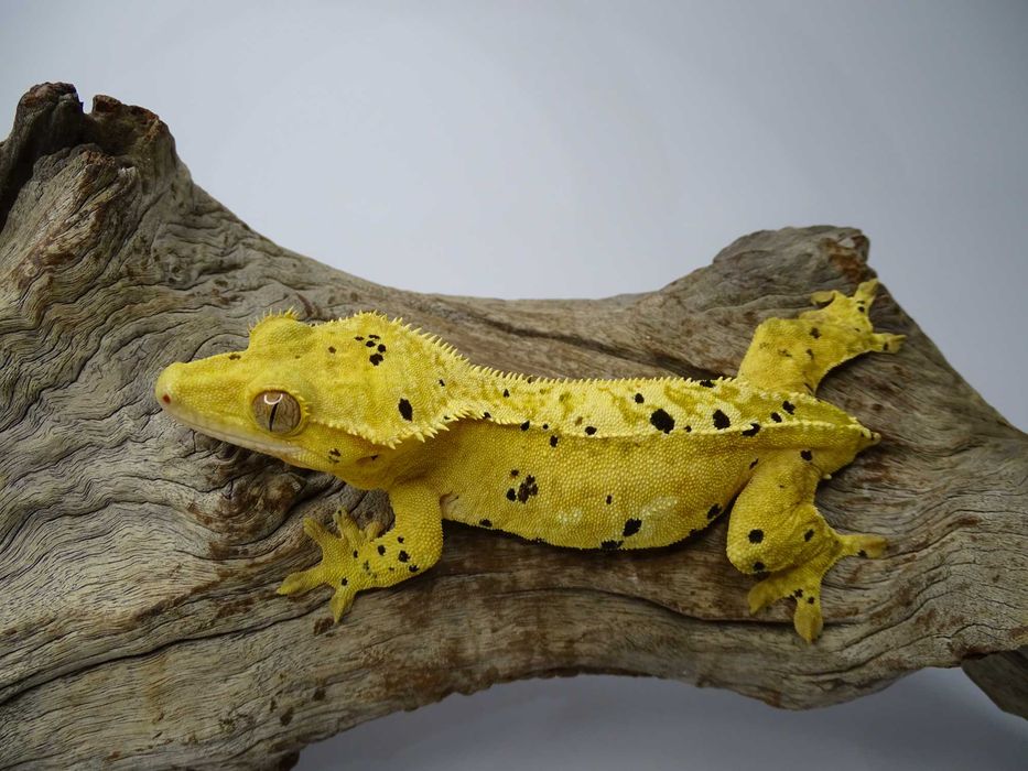 Gekon Orzęsiony samica Dalmatian