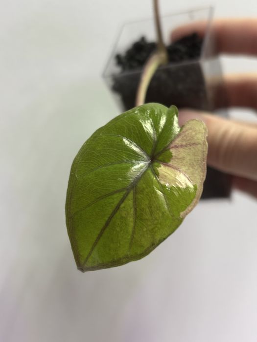 Alocasia Serendipity Pink