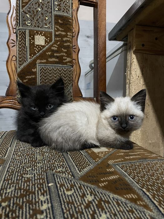 Кошенята/мачатка