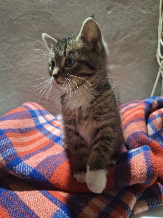 Uroczy kociak szuka domu