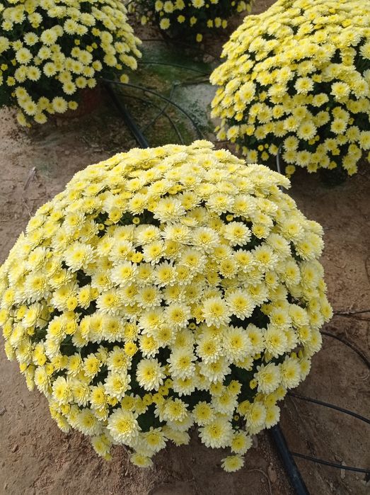 Chryzantemy drobnokwiatowe