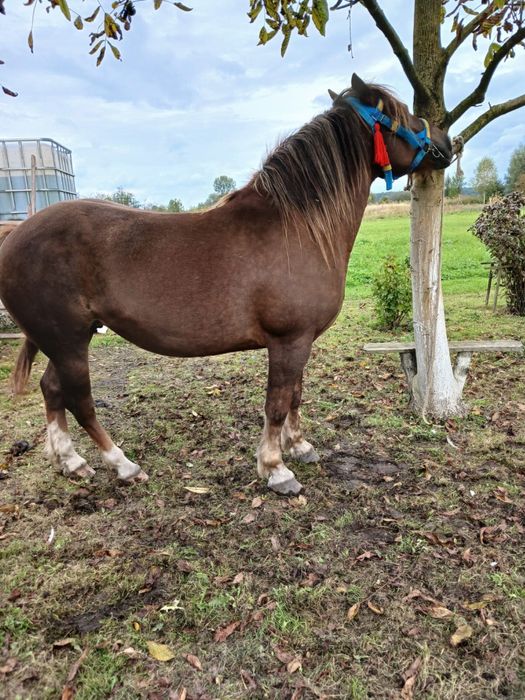 Продається кобила! 5- років