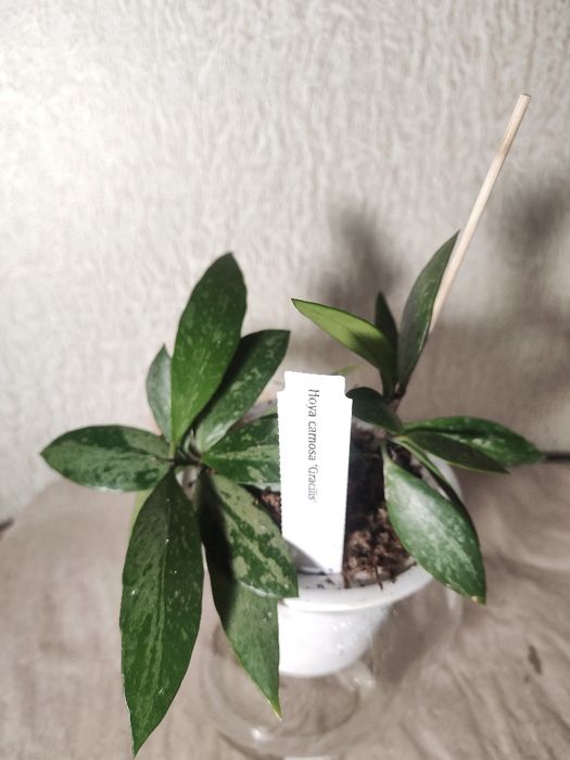 Хоя карноза Грацилис